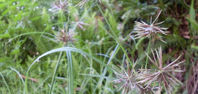 فوائد نبات السعد وتأثيراته الصحية