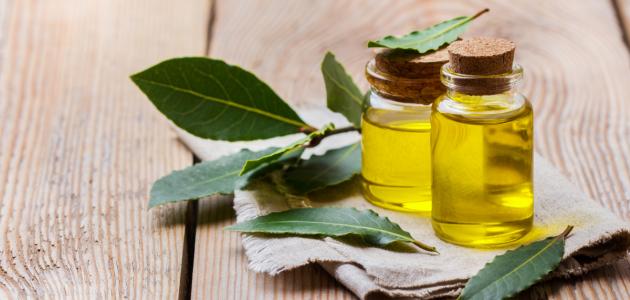 فوائد زيت الغار واستخداماته الصحية