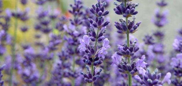 فوائد الخزامى للحمل: حقائق وتحذيرات