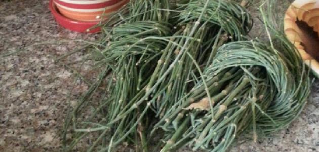 فوائد وأضرار عشبة العلندة