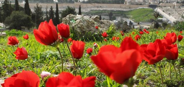 استكشاف فوائد عشبة شقائق النعمان واستخداماتها الصحية