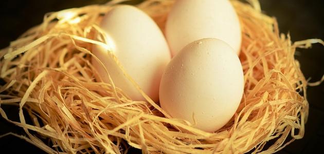 فوائد بيض الحمام الصحية ومحاذير تناوله