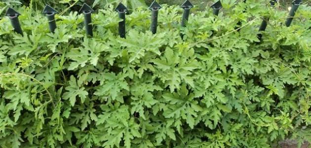 فوائد وأضرار عشبة العطرة