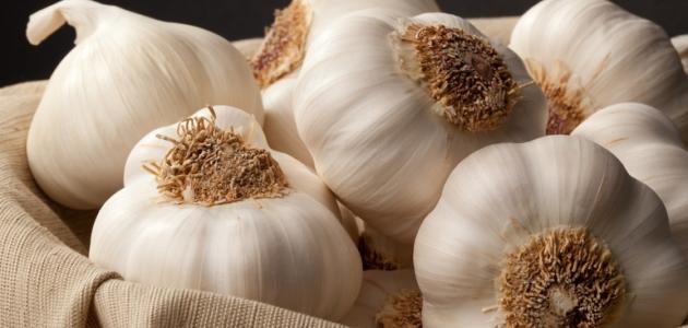 أضرار الثوم على القولون وتأثيراته الصحية