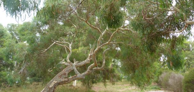 فوائد شجرة الكينا واستخداماتها الطبية