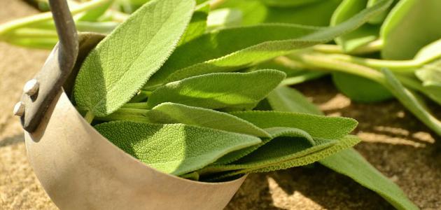 فوائد الميرمية للمبايض: اكتشف تأثيرها الإيجابي