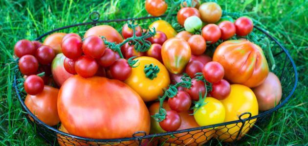 فوائد الطماطم الصحية