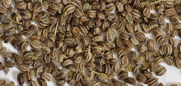 فوائد زيت بذور الجزر واستخداماته الصحية