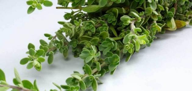 فوائد البردقوش للبشرة وتأثيره الإيجابي