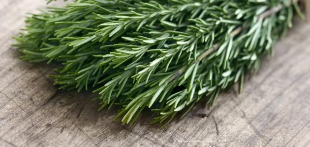 فوائد إكليل الجبل للبشرة والصحة العامة