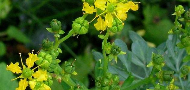 فوائد عشبة الفيجل وتأثيراتها الصحية