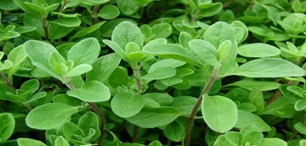 فوائد البردقوش في تنظيم الهرمونات