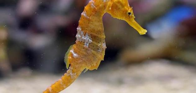 حصان البحر: كائن بحري فريد ومهدد بالانقراض