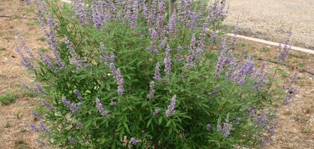 فوائد عشبة مريم واستخداماتها