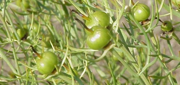 فوائد الحرمل للبشرة والصحة العامة