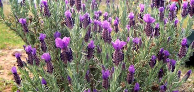 فوائد الخزامى واستخداماته الصحية