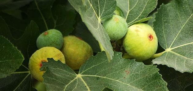 فوائد مغلي ورق التين وتأثيره على التنحيف