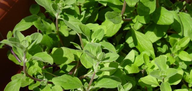 معلومات شاملة عن البردقوش وفوائده واستخداماته