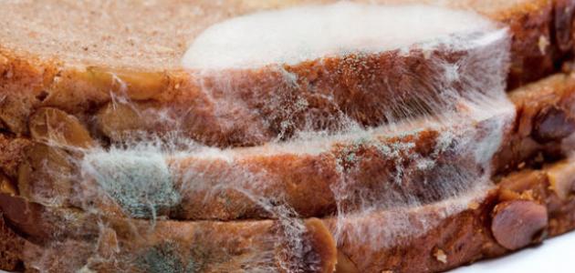 أضرار عفن الخبز وطرق الوقاية منه
