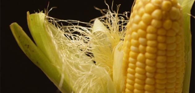 فوائد شوشة الذرة الصحية