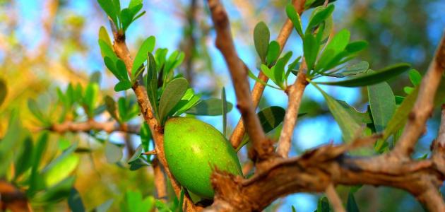 فوائد شجرة أركان وأهميتها البيئية